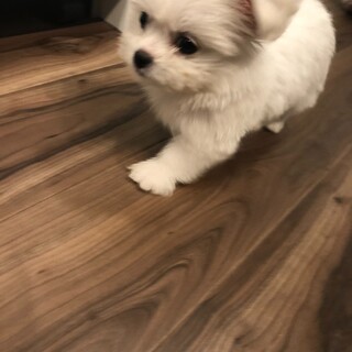 やんちゃなミックス犬　ペギ×ビジョン