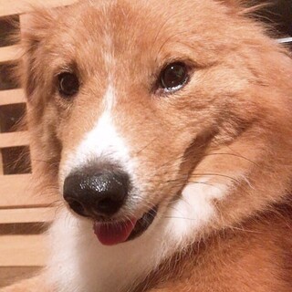 怖がり臆病なシャイドッグいっく♂