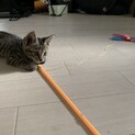 人馴れ抜群！子猫の里親募集。