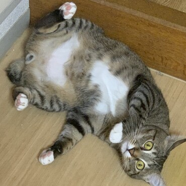 ぴょんすの写真