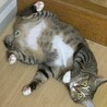 の写真