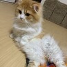 の写真