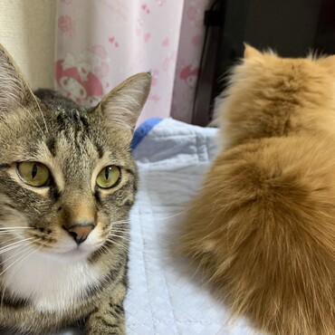 ぴょんすの写真