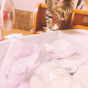 ぴょんすの写真