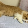 の写真