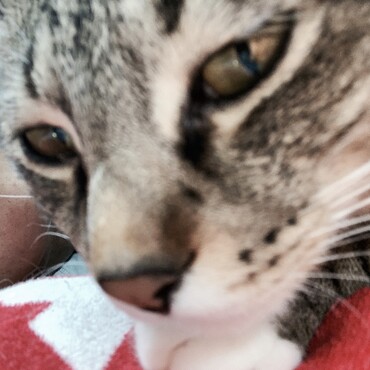 ぴょんすの写真