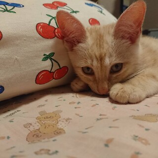 甘えん坊のクリームくん