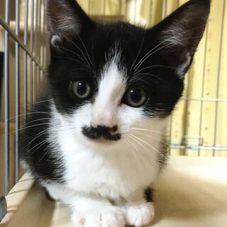 【7/19浅草橋】チコちゃん♡約3ヶ月