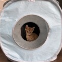茶トラの子猫　コトラ　男の子