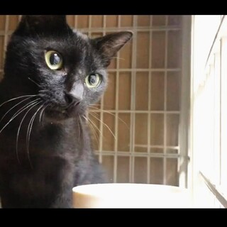 猫大好き！ヤンチャな黒猫スバルを是非兄弟猫に！