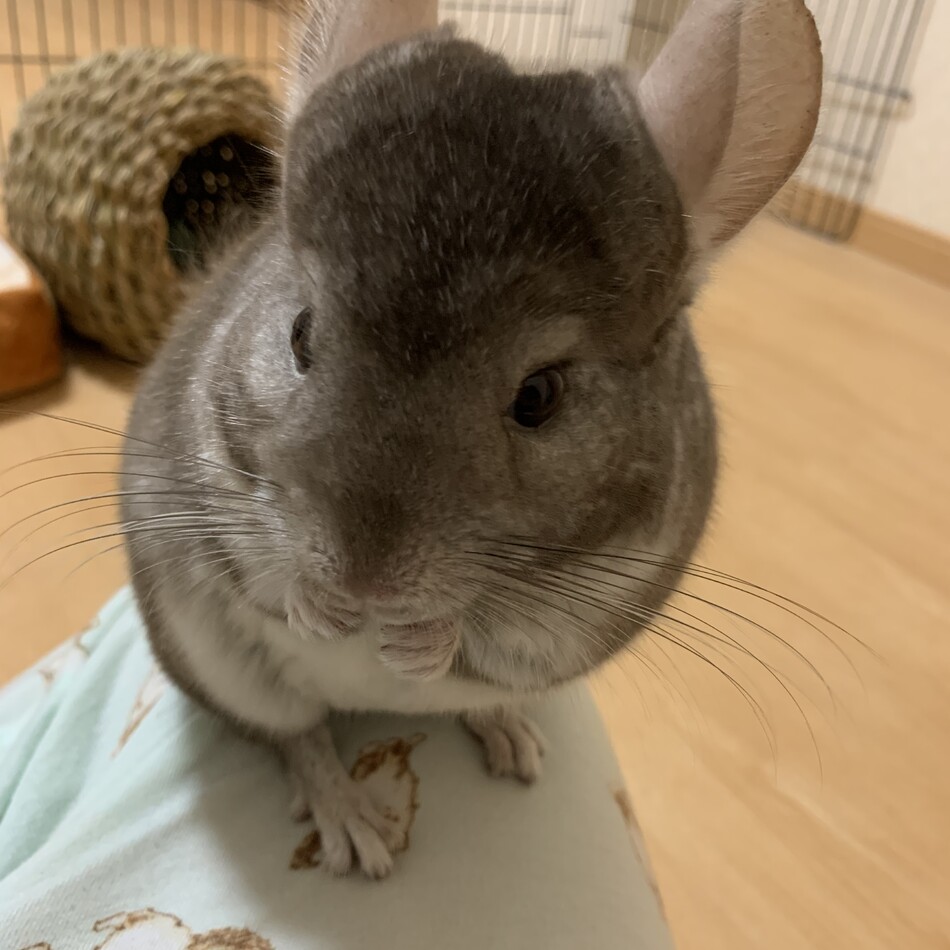 こうちゃんのカバー写真