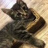 自分の体より小さなカゴがお気に入り！