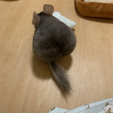 お気に入りの星形クッション