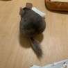 お気に入りの星形クッション