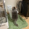 自分で砂浴びします