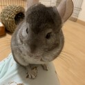 チンチラ（シナモン）♂