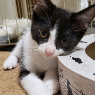 甘え上手　黒白男の子