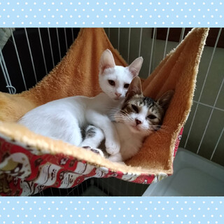 仲良し兄妹♪２匹一緒に