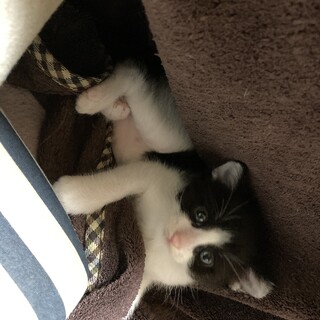 6月10日生まれのハチワレの男の子です。