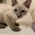 可愛い子猫男の仔の里親募集中