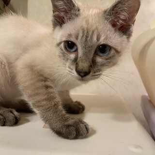 可愛い子猫男の仔の里親募集中