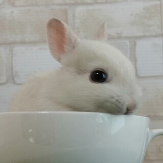 保護うさぎ：伊織(いおり)ちゃん［かくれんぼーず］