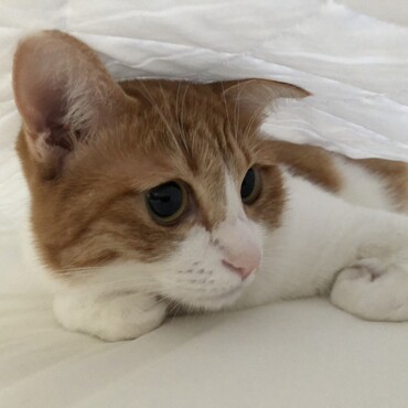 ベルの写真