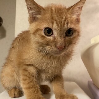 可愛い子猫男の仔里親募集中