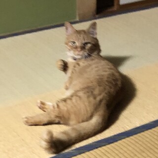 保護猫マンチカン