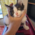 可愛い子猫男の仔里親募集