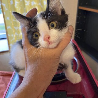 可愛い子猫男の仔里親募集