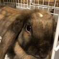 レスキューし里親様見つかるも再度レスキュー！