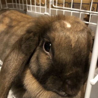 レスキューし里親様見つかるも再度レスキュー！