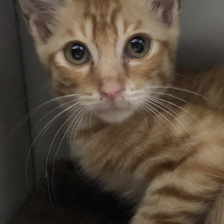 ありがとうございました★可愛い茶虎の　愛斗くん