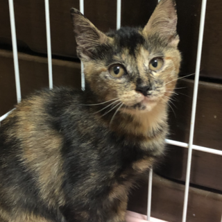 ありがとうございました★サビ柄の　うさぎちゃん