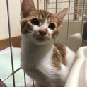 ありがとうございました★茶白の　永斗くん