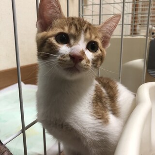 ありがとうございました★茶白の　永斗くん