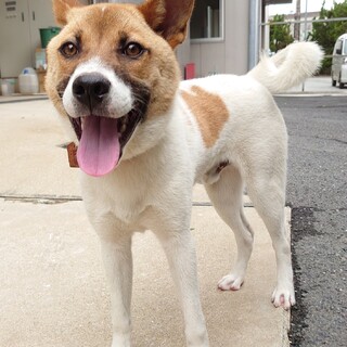 【助けてください】フレンドリーでハンサムなワンコ