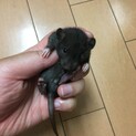急募！ダンボレッキスファンシーラット2匹
