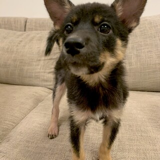 一旦停止！ラブちゃん☆賢くて元気な子犬☆