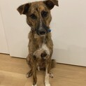 一旦募集停止！琉球犬MIXライトム☆性格満点花丸☆