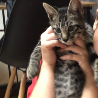 男の子だけど名前はみみちゃん。