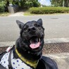 の写真