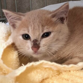 シャーしたお顔も可愛い　マリネちゃん