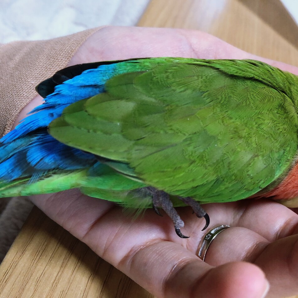 ティアラのカバー写真