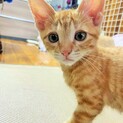 可愛い盛りの子猫兄妹　生後２カ月８００ｇ。