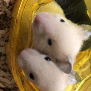 ハムスターの里親様を募集します。