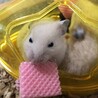 ハムスターの里親様を募集します。 サムネイル2