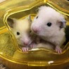 ハムスターの里親様を募集します。 サムネイル3