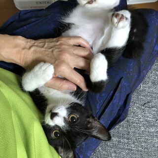 天然甘えたボーイのムック君